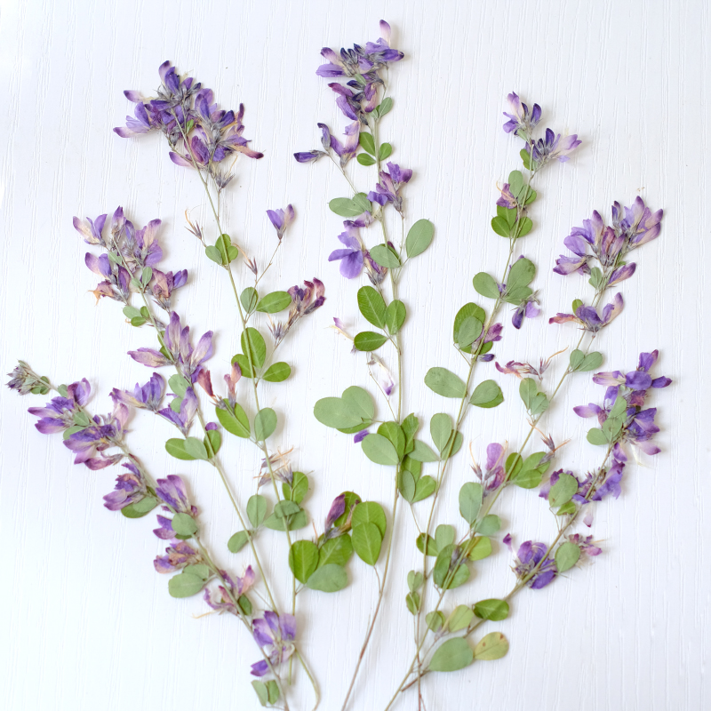 6pcs,nature Lespedeza Formosa  – обзор и цена Dried Flower Bookmark
