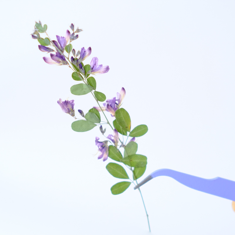 6pcs,nature Lespedeza Formosa  – обзор и цена Dried Flower Bookmark