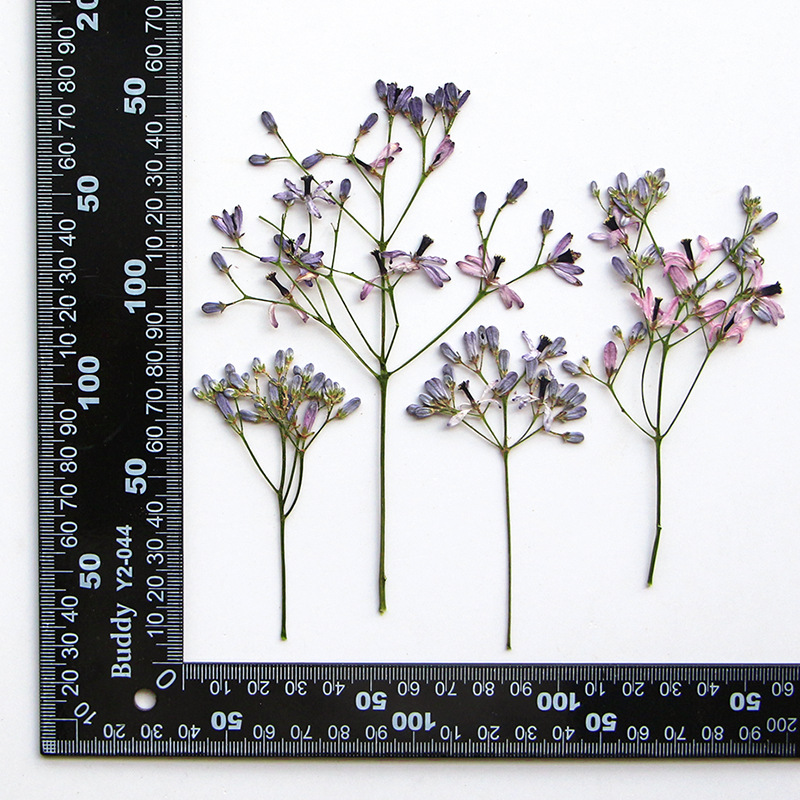 120pcs Pressed Dried Melia aze – обзор и цена Dried Flower Bookmark