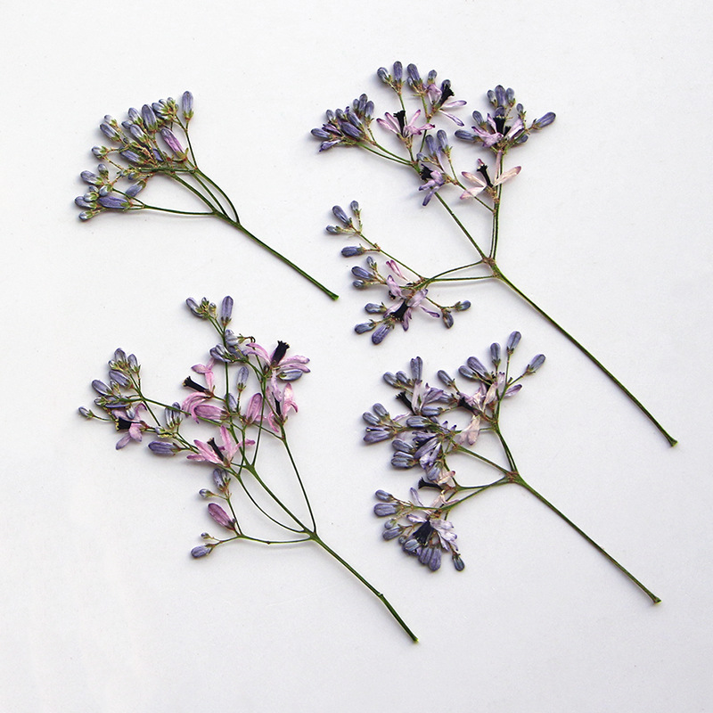 120pcs Pressed Dried Melia aze – обзор и цена Dried Flower Bookmark