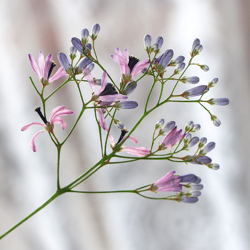 120pcs Pressed Dried Melia aze – обзор и цена Dried Flower Bookmark