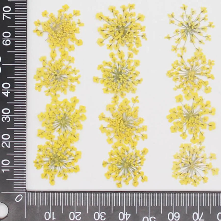 60pcs Pressed Dried 20-25mm Am – обзор и цена Dried Flower Bookmark