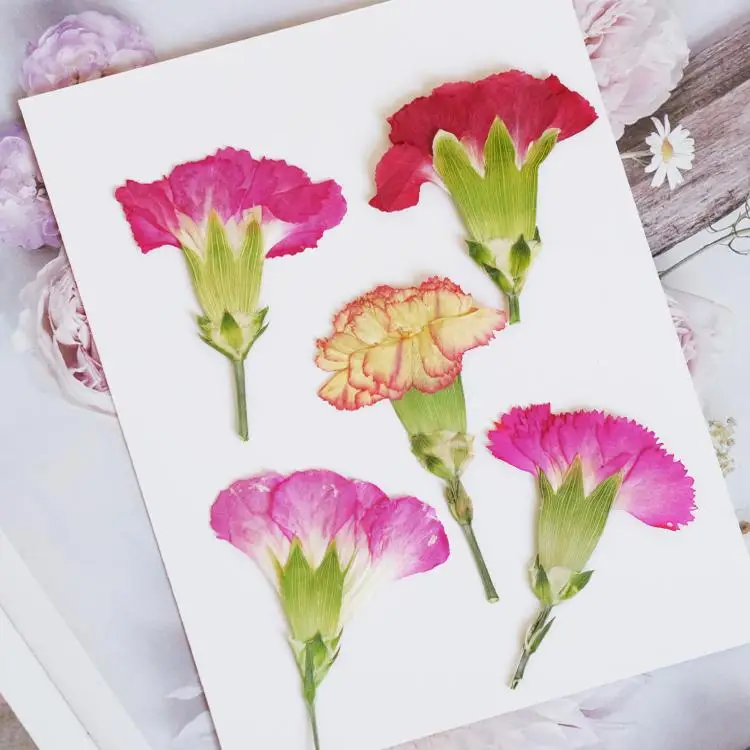 6pcs/4-7cm,Carnation dried flo – обзор и цена Dried Flower Bookmark