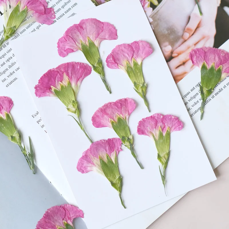 6pcs/4-7cm,Carnation dried flo – обзор и цена Dried Flower Bookmark