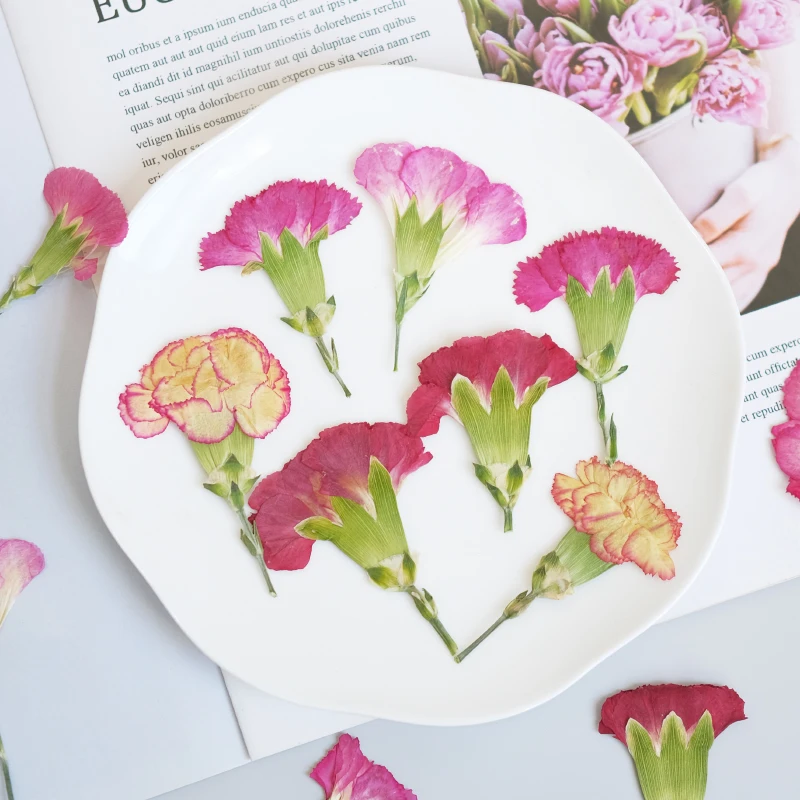 6pcs/4-7cm,Carnation dried flo – обзор и цена Dried Flower Bookmark