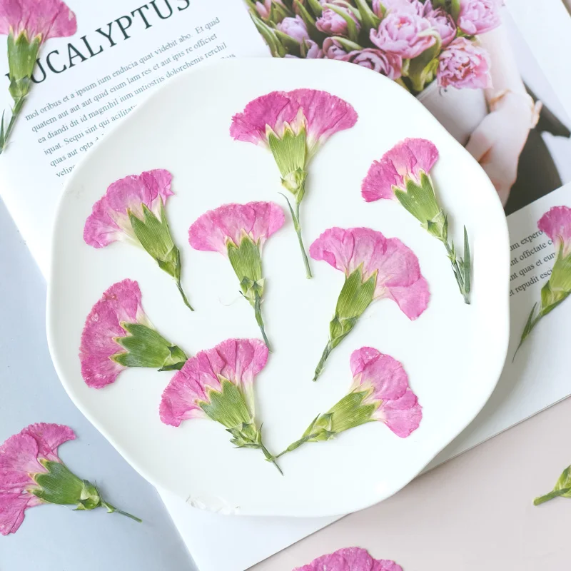 6pcs/4-7cm,Carnation dried flo – обзор и цена Dried Flower Bookmark