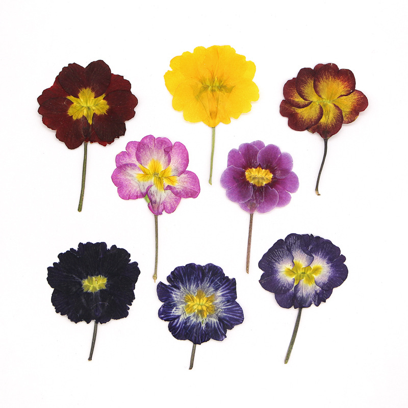 48Pcs European Primrose Teachi – обзор и цена Dried Flower Bookmark