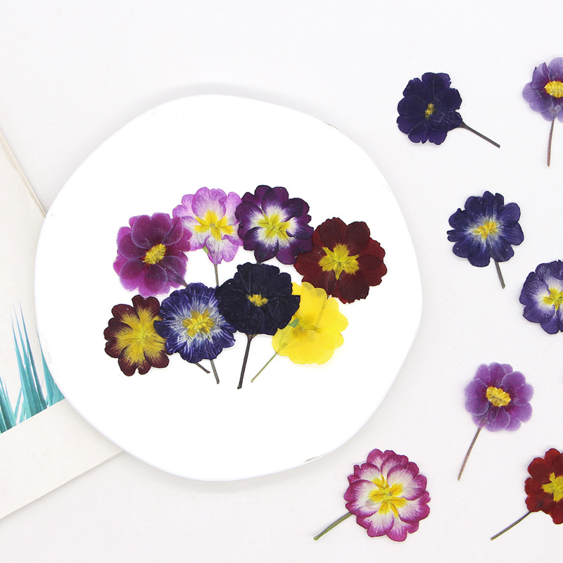 48Pcs European Primrose Teachi – обзор и цена Dried Flower Bookmark
