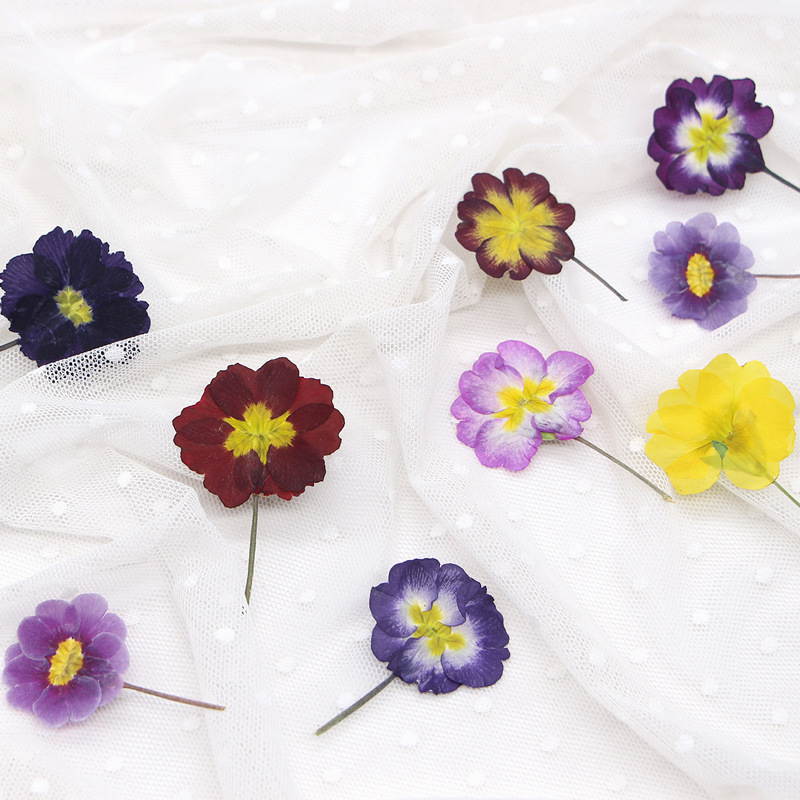 48Pcs European Primrose Teachi – обзор и цена Dried Flower Bookmark