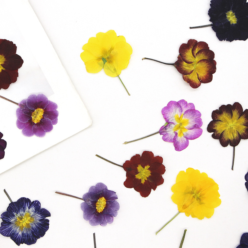 48Pcs European Primrose Teachi – обзор и цена Dried Flower Bookmark