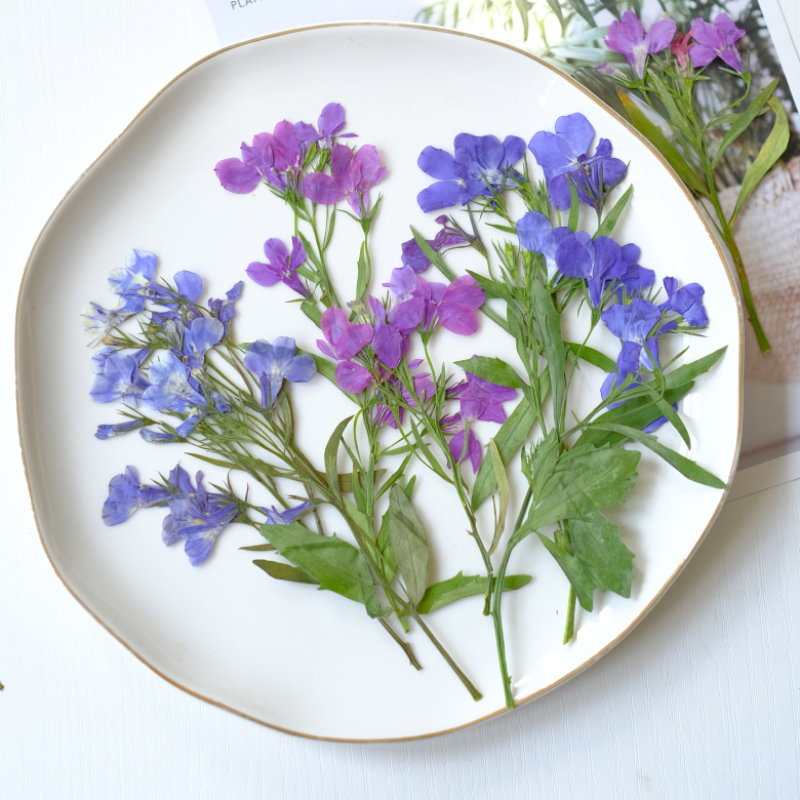 6pcs/8-13cm,nature Lobelia Eri – обзор и цена Dried Flower Bookmark