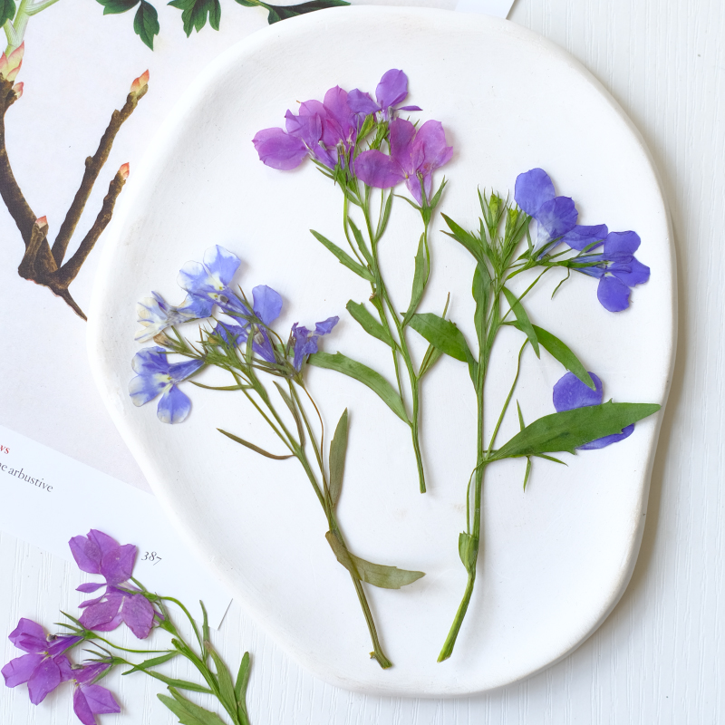 6pcs/8-13cm,nature Lobelia Eri – обзор и цена Dried Flower Bookmark