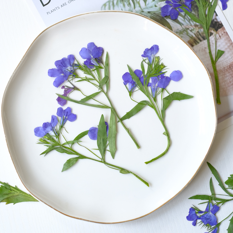 6pcs/8-13cm,nature Lobelia Eri – обзор и цена Dried Flower Bookmark