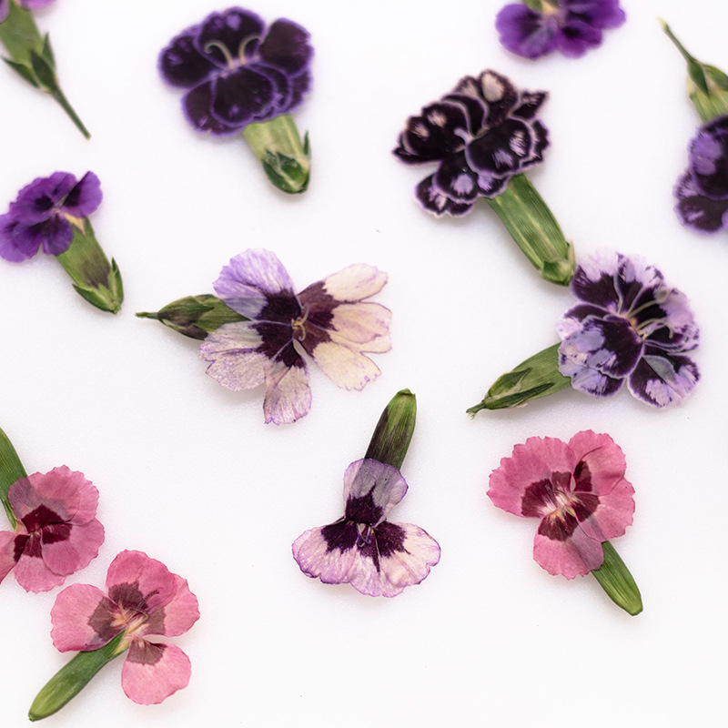 24pcs,Pressed Dried Dianthus F – обзор и цена Dried Flower Bookmark
