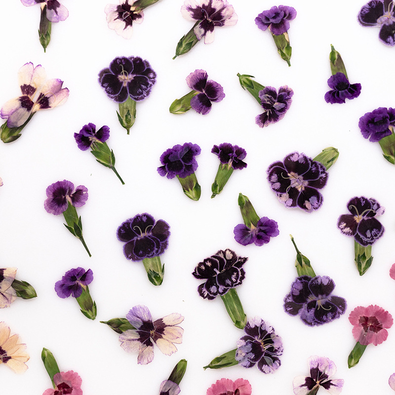 24pcs,Pressed Dried Dianthus F – обзор и цена Dried Flower Bookmark