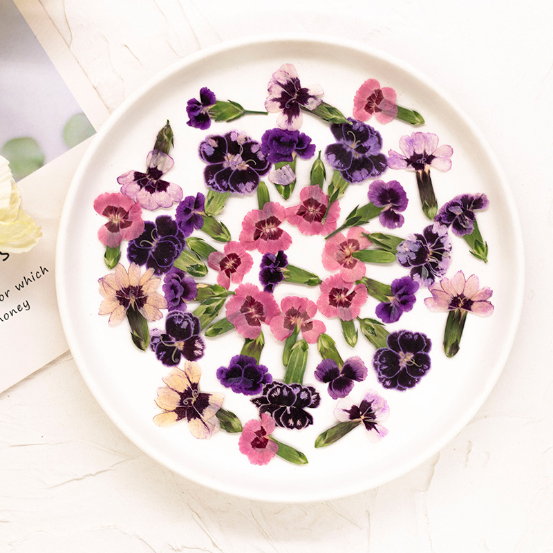24pcs,Pressed Dried Dianthus F – обзор и цена Dried Flower Bookmark