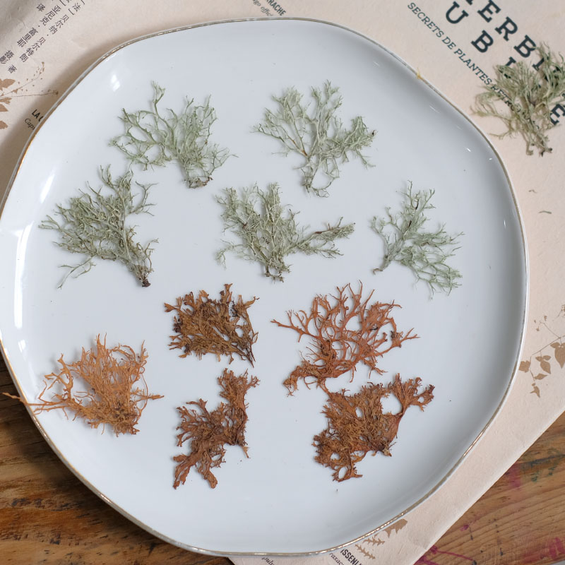12pcs, Seaweed Aquatic Plants  – обзор и цена Dried Flower Bookmark