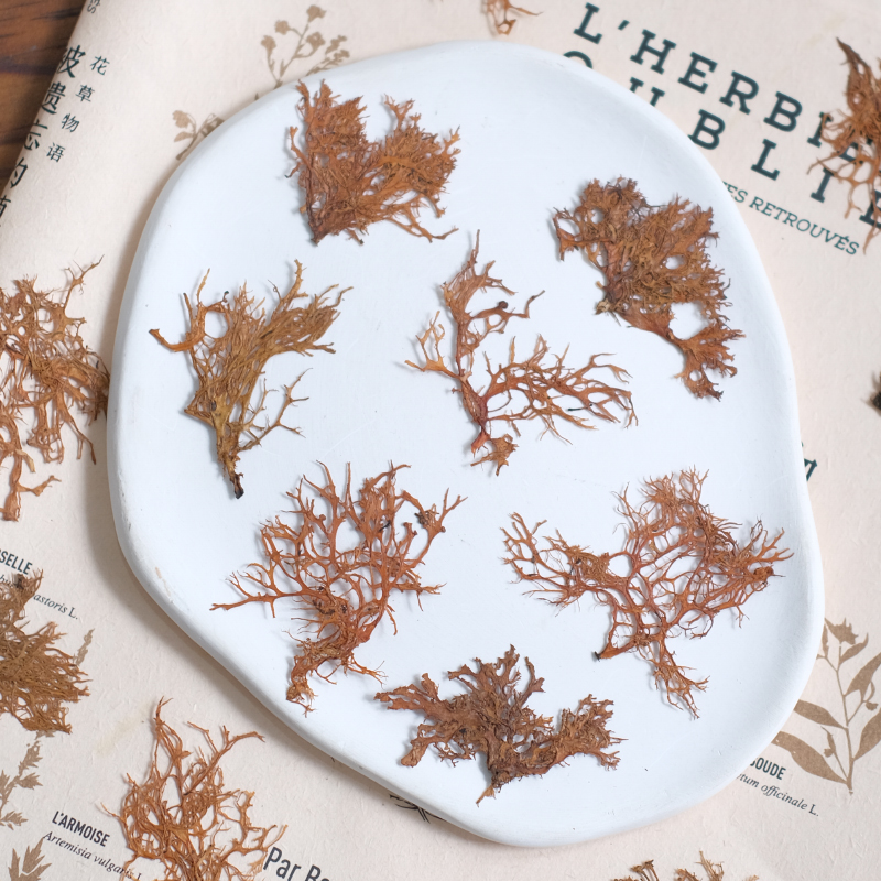 12pcs, Seaweed Aquatic Plants  – обзор и цена Dried Flower Bookmark