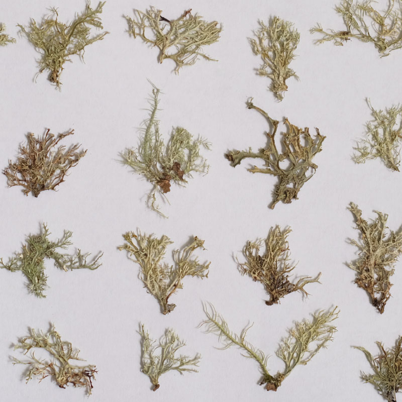 12pcs, Seaweed Aquatic Plants  – обзор и цена Dried Flower Bookmark