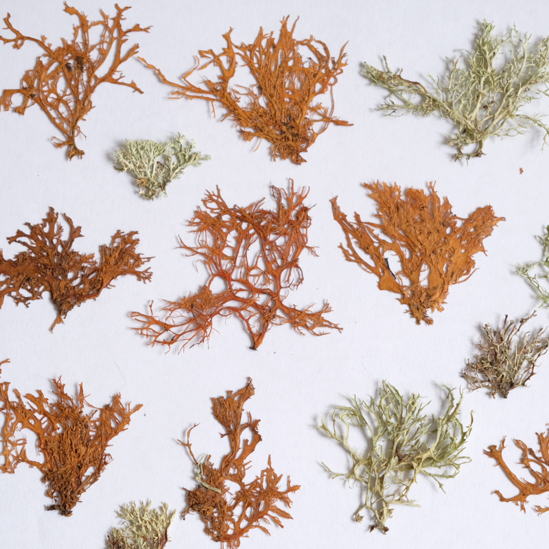 12pcs, Seaweed Aquatic Plants  – обзор и цена Dried Flower Bookmark