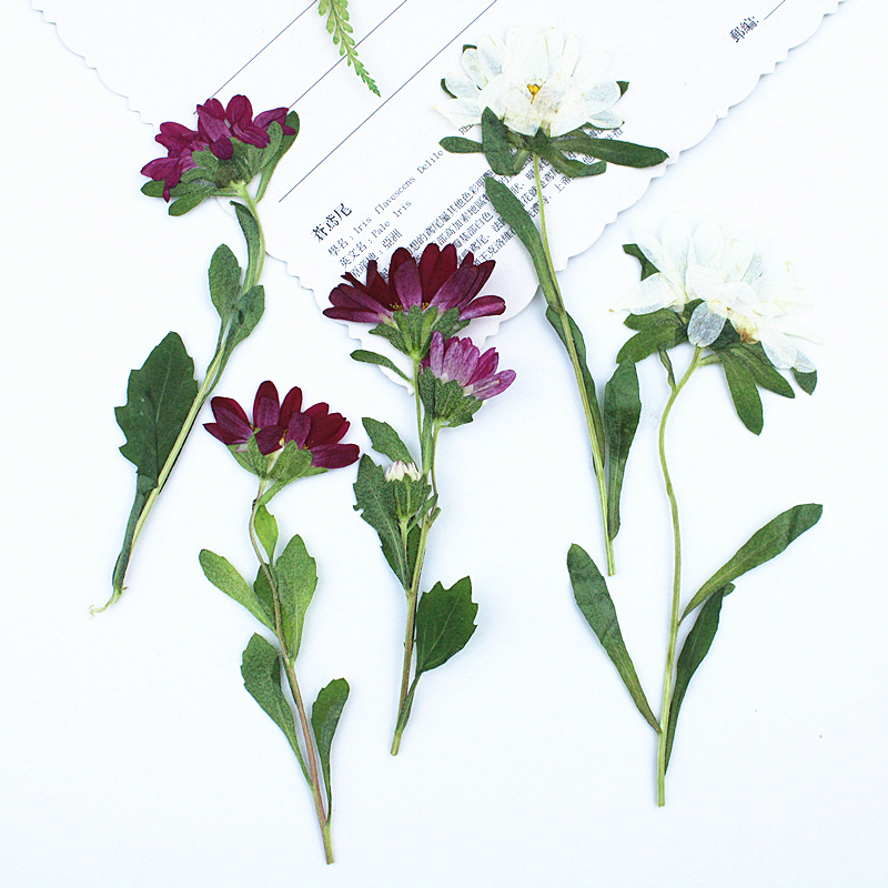 24pcs,Mini Chrysanthemum Press – обзор и цена Dried Flower Bookmark