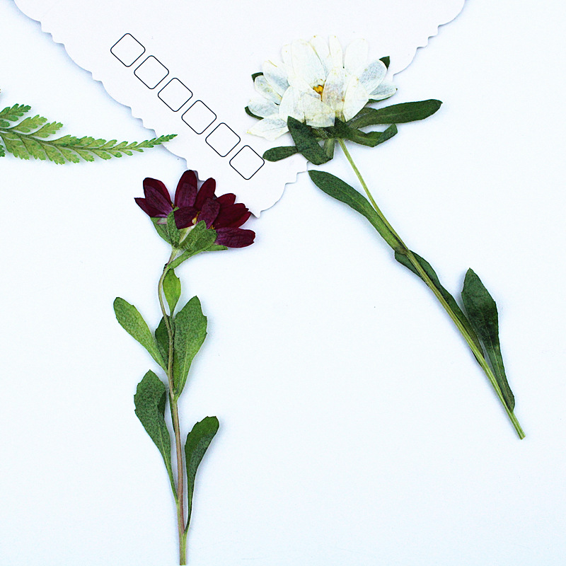 24pcs,Mini Chrysanthemum Press – обзор и цена Dried Flower Bookmark