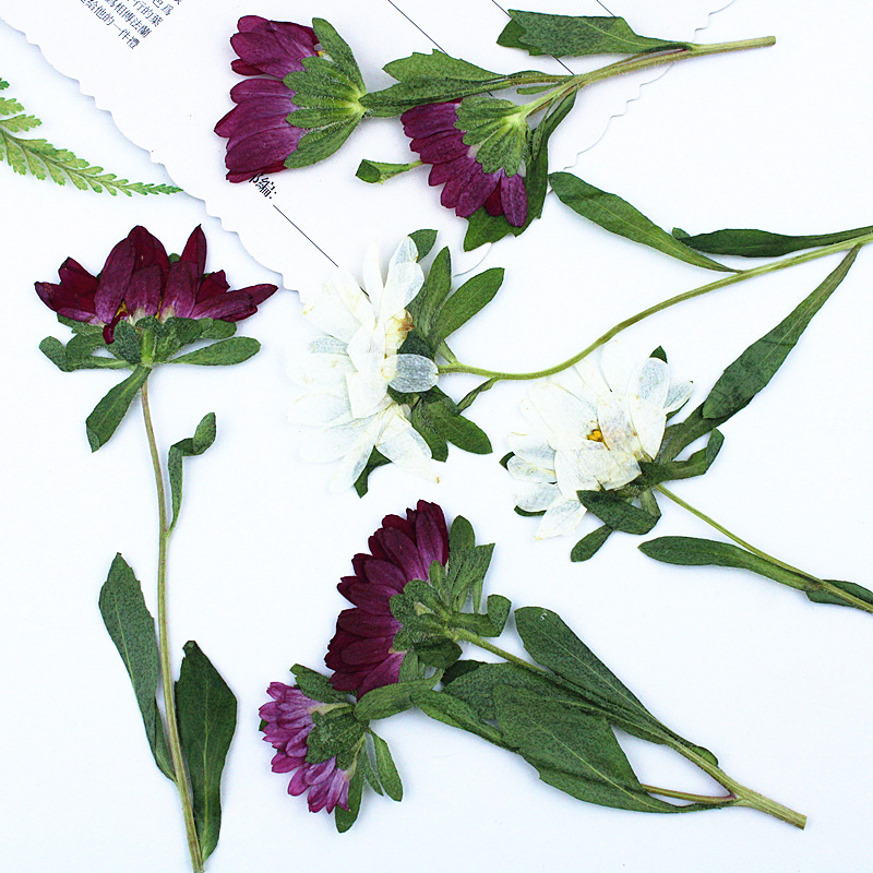 24pcs,Mini Chrysanthemum Press – обзор и цена Dried Flower Bookmark