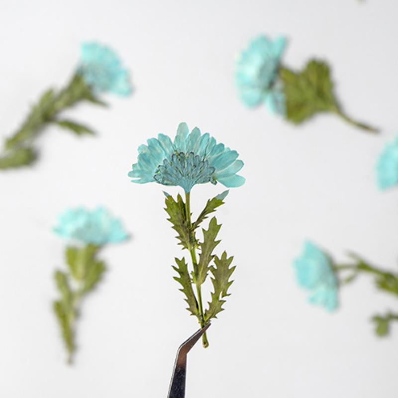 5-8cm/24pcs,Side pressed cryst – обзор и цена Dried Flower Bookmark
