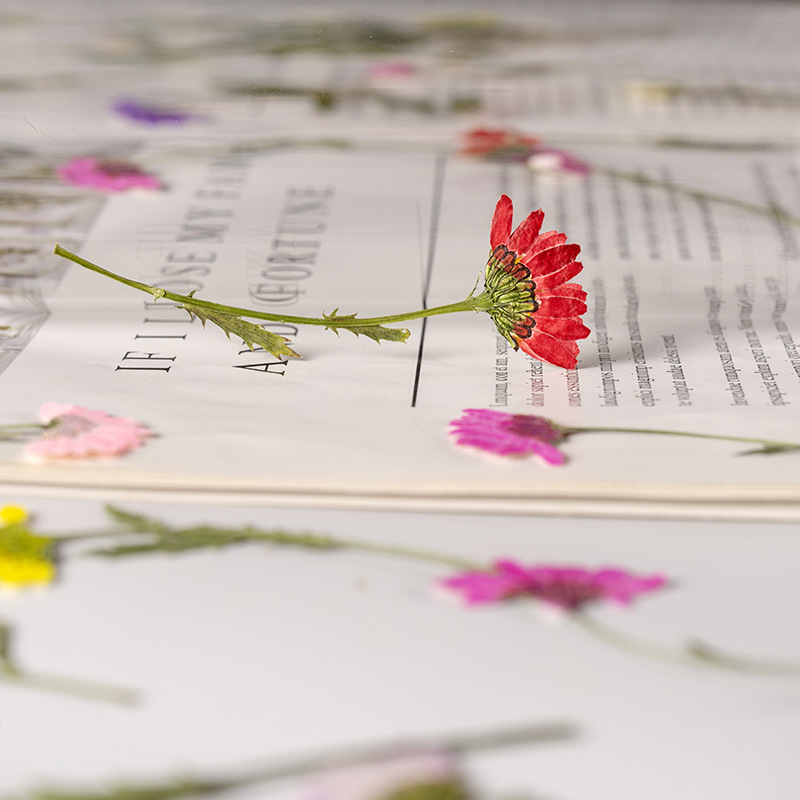5-8cm/24pcs,Side pressed cryst – обзор и цена Dried Flower Bookmark