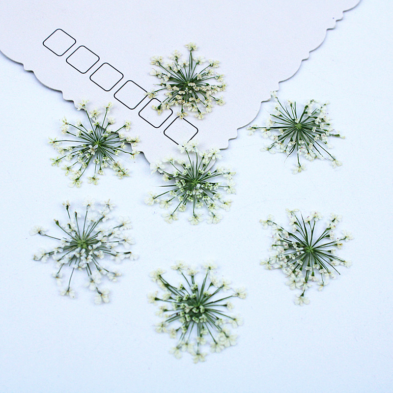 500pcs Lace Flowers Dried Flow – обзор и цена Dried Flower Bookmark
